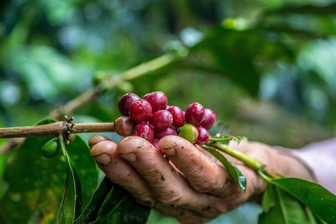Granos de café en ramas, mejores variedades de café