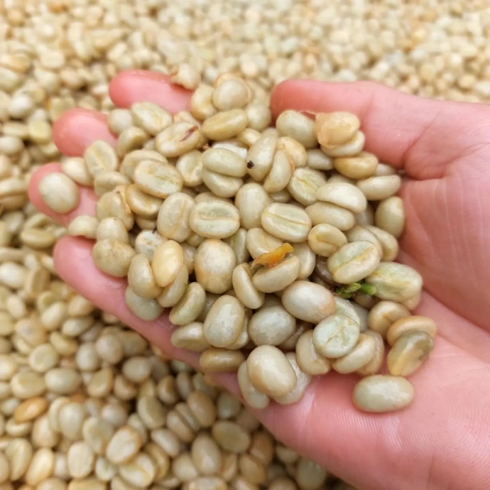 Café despulpado, Cafe verde, granos de cafe despulpado