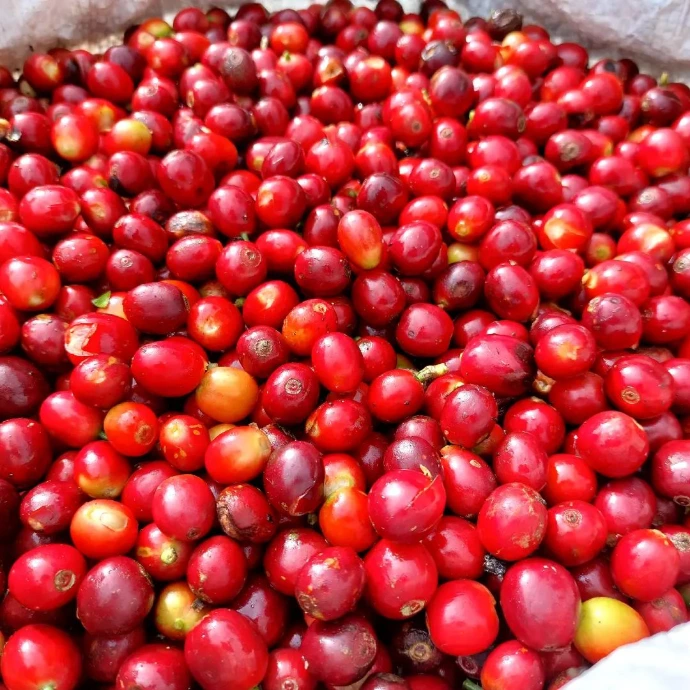 Granos de café maduro