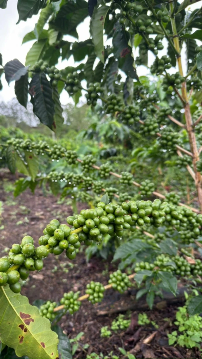 Finca de café, verde, mejores fincas de cafe